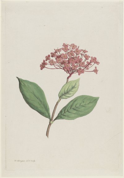 Pauwenkers (Ixora coccinea) von Hendrik Schwegman