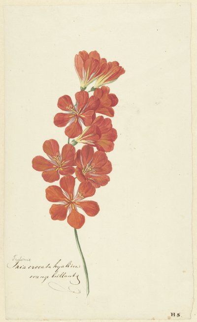 Tritonia Crocata (Flammen-Freesie) von Hendrik Schwegman