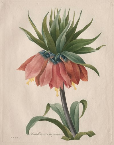 Kaiserkrone, 1827 von Pierre Joseph Redouté