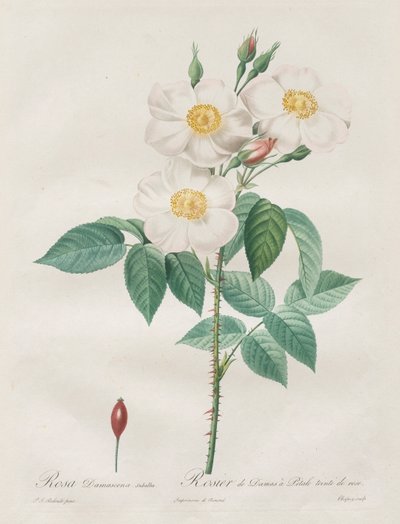 Les Roses: Rosa Damascena, subalba, 1817-1824 von Pierre Joseph Redouté