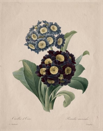 Primula auricula, 1827 von Pierre Joseph Redouté