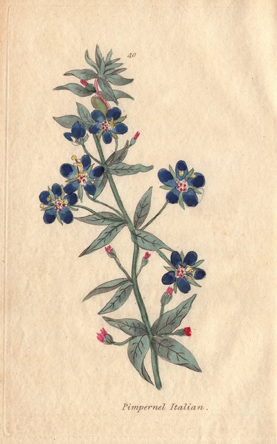 Italienischer Gauchheil, Anagallis monellis, Blume von Henrietta Moriarty