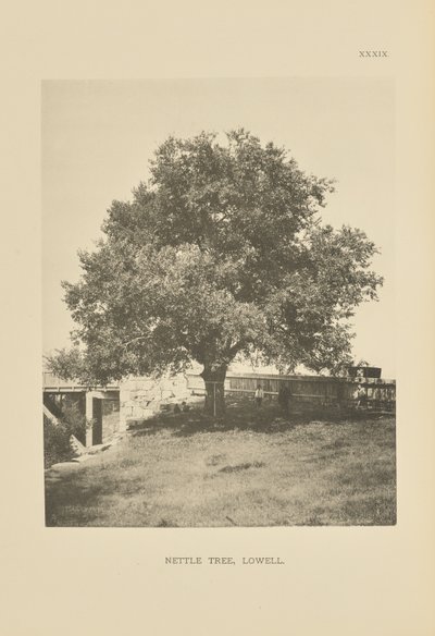Nesselbaum, Lowell von Henry Brooks
