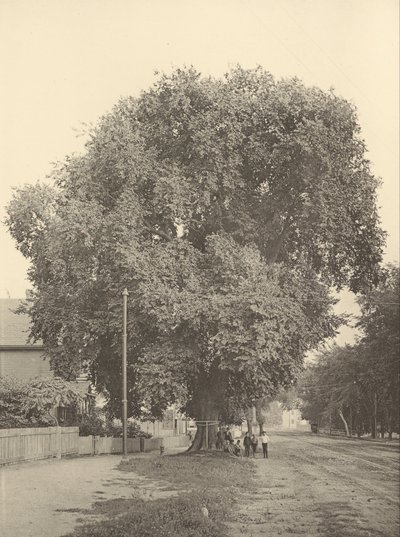 Die Whittemore-Ulme, Arlington von Henry Brooks