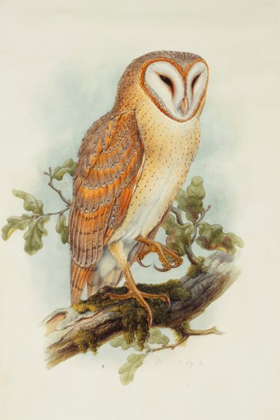 Schleiereule von Henry Constantine Richter