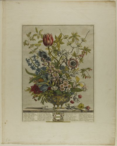 Februar, aus Zwölf Monate der Blumen von Henry Fletcher