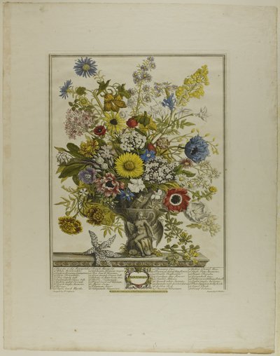 November, aus Zwölf Monate der Blumen von Henry Fletcher