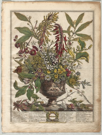 Die zwölf Monate der Blumen: Januar von Henry Fletcher