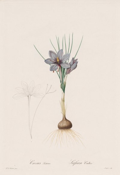Die Liliengewächse: Crocus Sativus von Henry Joseph Redouté