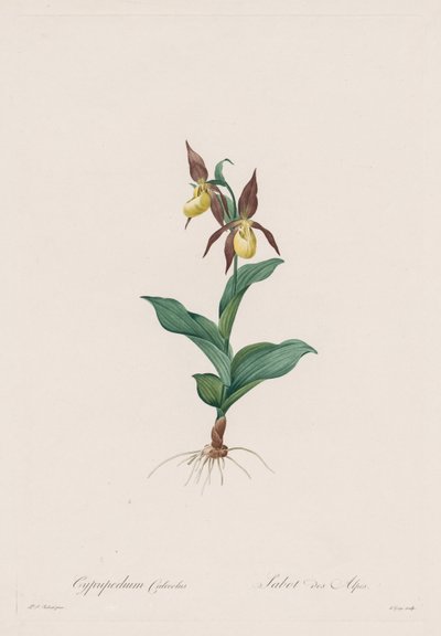 Die Liliengewächse: Cypripedium calceolus von Henry Joseph Redouté