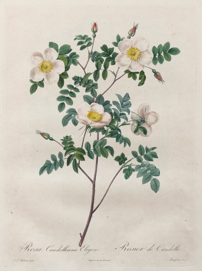 Die Rosen: Rosa Candolleana Elegans von Henry Joseph Redouté