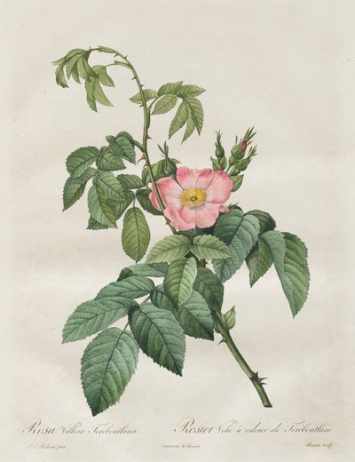 Die Rosen: Rosa Villosa Terebenthina von Henry Joseph Redouté