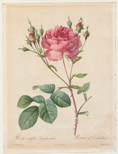 Rosa Centifolia Anglica Rubra von Henry Joseph Redouté