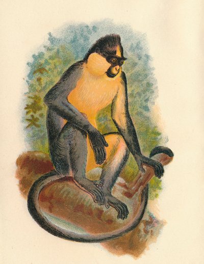 Everetts Langur, 1897 von Henry Ogg Forbes