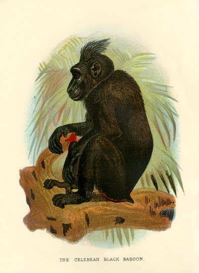 Der Celebeanische Schwarze Pavian von Henry Ogg Forbes