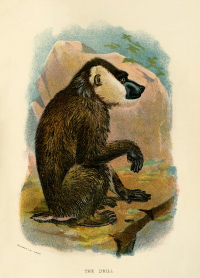 Die Übung, 1896 von Henry Ogg Forbes