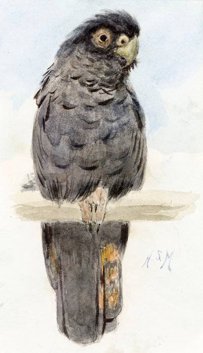 Ein schwarzer Kakadu, ca. 1890 von Henry Stacey Marks