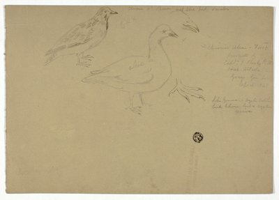 Skizzen von Vögeln von Henry Stacy Marks