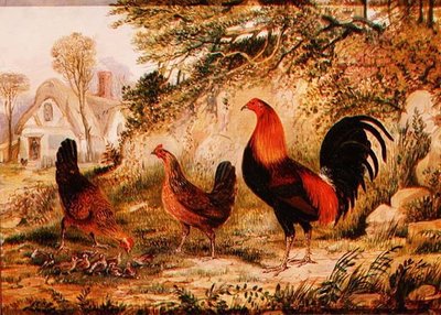 Hahn, Hennen und Küken von Henry Thomas Alken