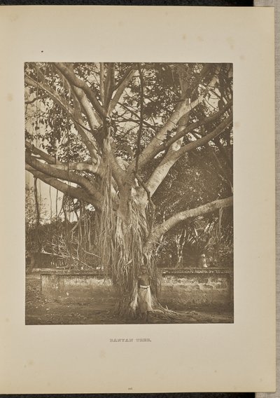 Banyanbaum mit jungen Luftwurzeln von Henry W. Cave