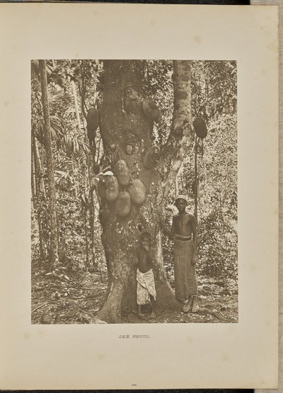 Jakobfrucht von Henry W. Cave