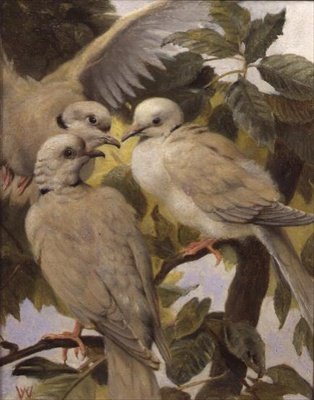 Drei Ringeltauben von Henry Weekes