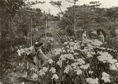 In einem Irisgarten von Herbert Ponting