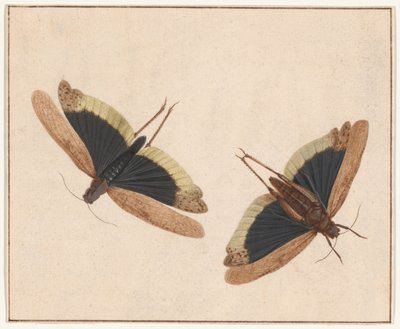Zwei Heuschrecken von Herman Henstenburgh