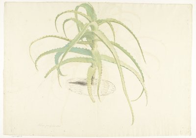 Aloe perfoliata von Herman Saftleven