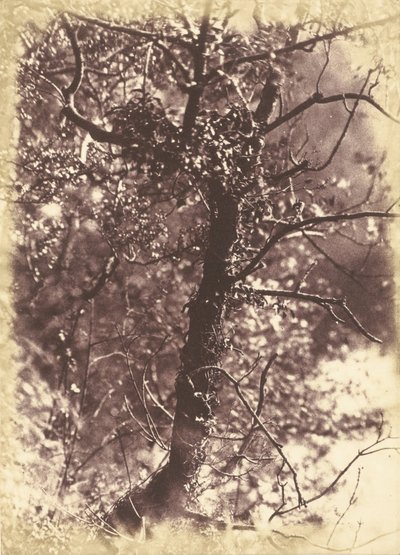 Efeubedeckter Baum in Colinton von Hill and Adamson