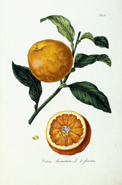 Orangenfrucht, Citrus Aurantium, Fructus von Ignaz (after) Strenzl