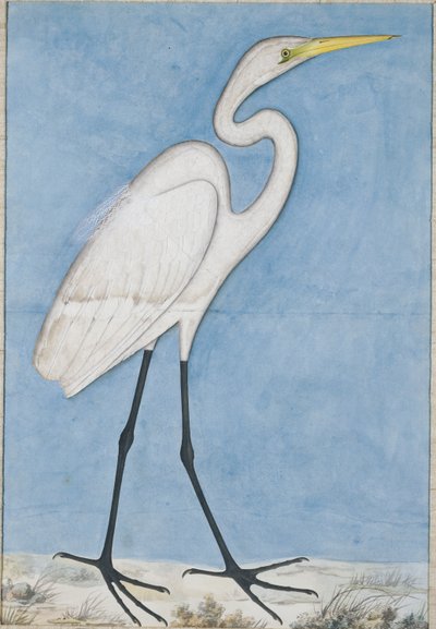 Ein großer Silberreiher, Lucknow von Indian School