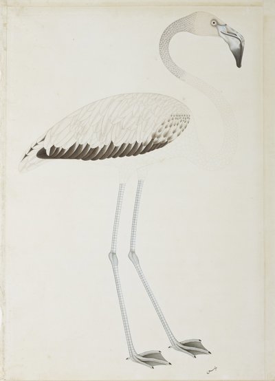 Ein Flamingo, ca. 1780 von Indian School