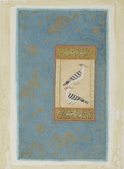 Wiedehopfe von Indian School