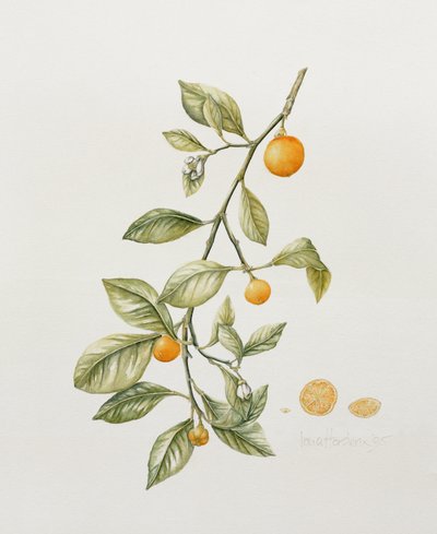Zierorange, 1995 von Iona Hordern
