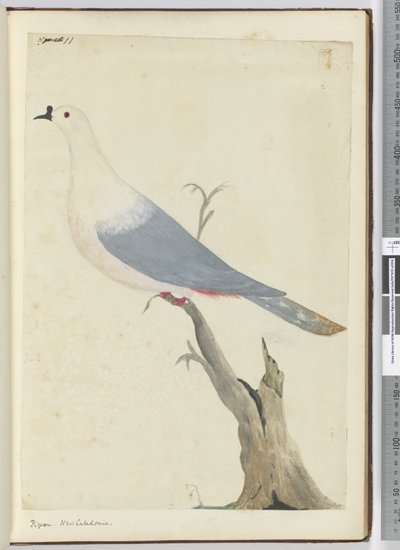 F.11 Taube, Neukaledonien, 1772-75 von Isaac Smith