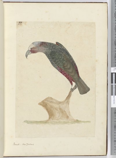 F.1 Papagei, Neuseeland, 1772-75 von Isaac Smith