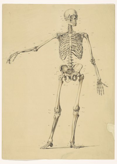 Menschliches Skelett, mit Notizen von Isaac Weissenbruch