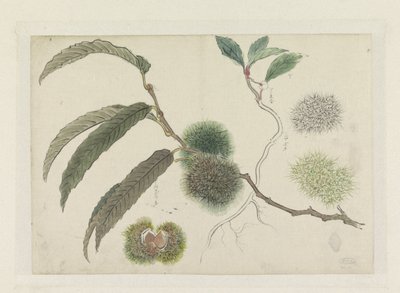 Esskastanien an einem Zweig von Ishikawa Kazan