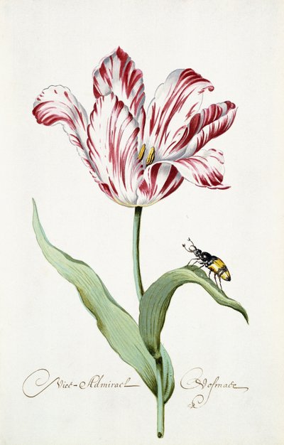 Admiral Tulip von Italian School