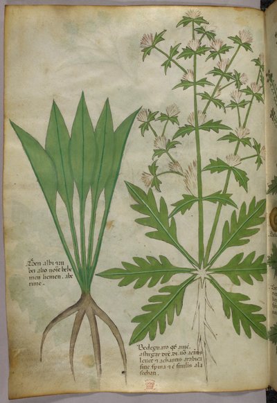 Botanische Illustration, ca. 1440 von Italian School