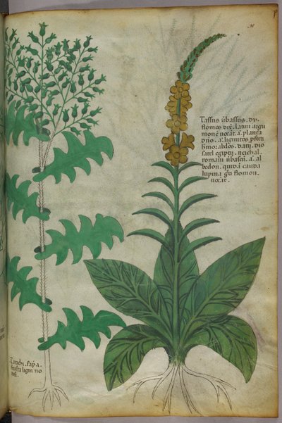 Botanische Illustration, um 1440 von Italian School