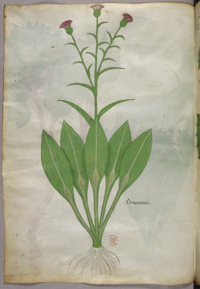 Botanische Illustration, um 1440 von Italian School