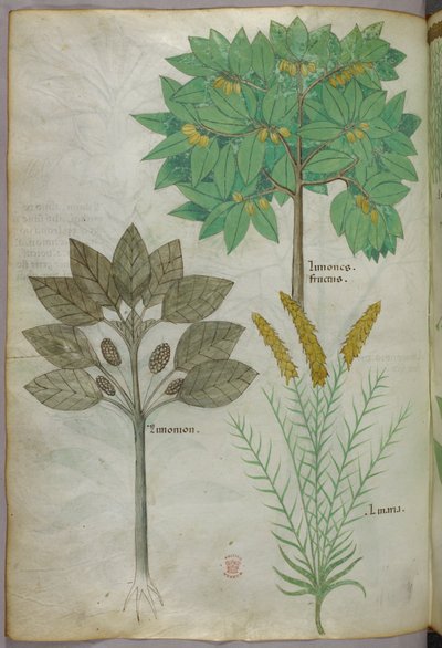 Botanische Illustration, um 1440 von Italian School