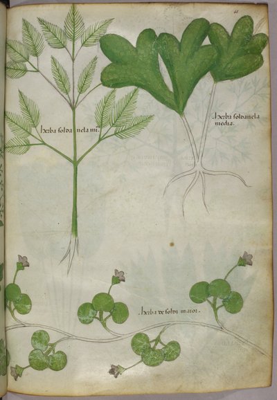 Botanische Illustration, um 1440 von Italian School