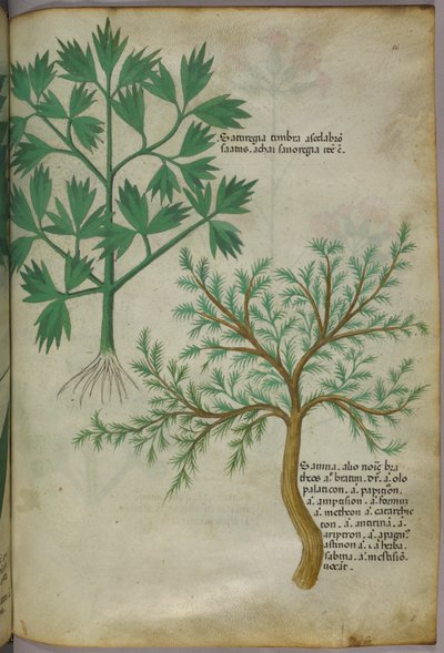 Botanische Illustration, ca. 1440 von Italian School