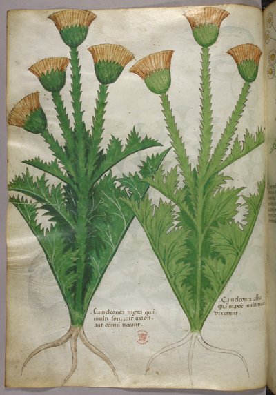 Botanische Illustration, ca. 1440 von Italian School