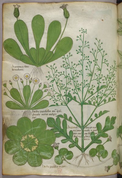 Botanische Illustration, um 1440 von Italian School