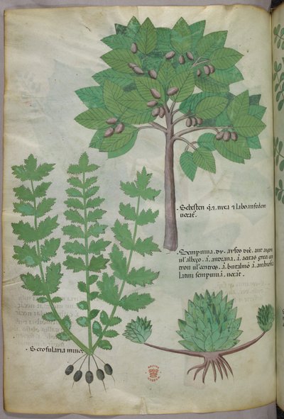 Botanische Illustration, um 1440 von Italian School