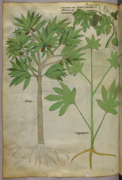 Botanische Illustration, um 1440 von Italian School